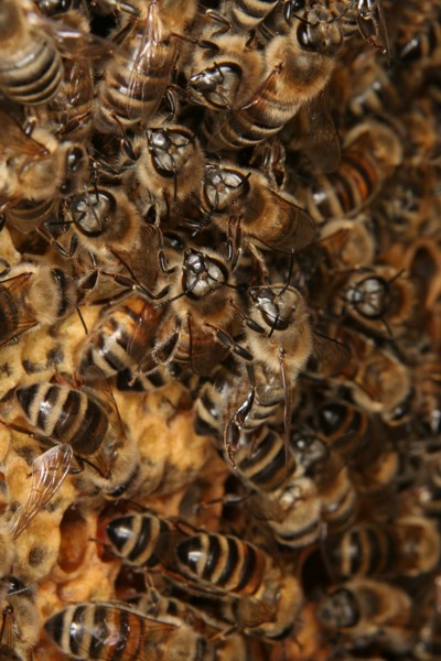 Gedr�nge im Volk der Honigbienen